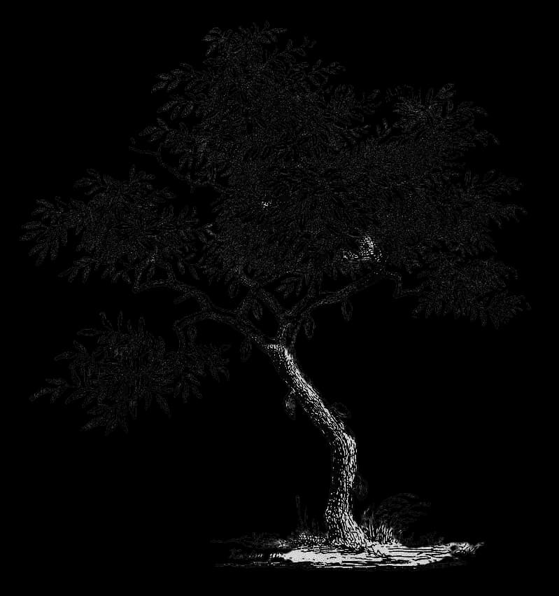 cacao-tree